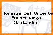 Hormiga Del Oriente Bucaramanga Santander